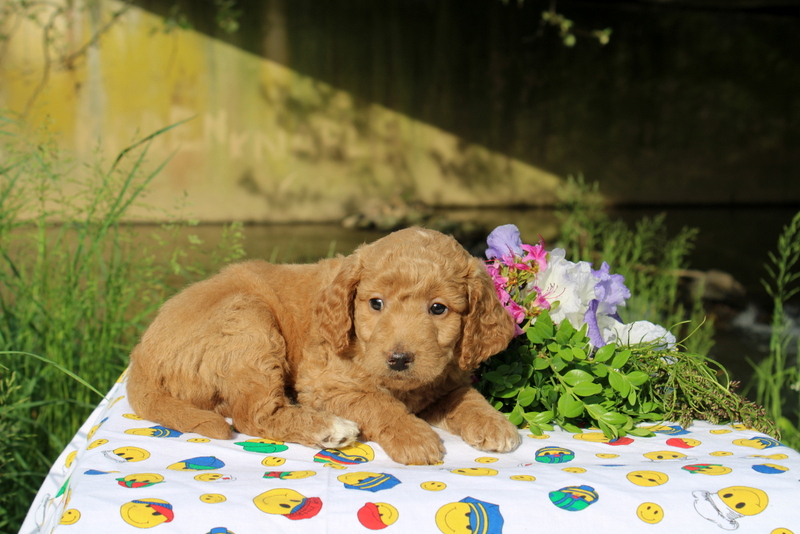 puppy, for, sale, Miniature Poodle,   Little Stream Estates LLC, dog, breeder, Lititz, PA, dog-breeder, puppy-for-sale, forsale, nearby, find, puppyfind, locator, puppylocator, aca